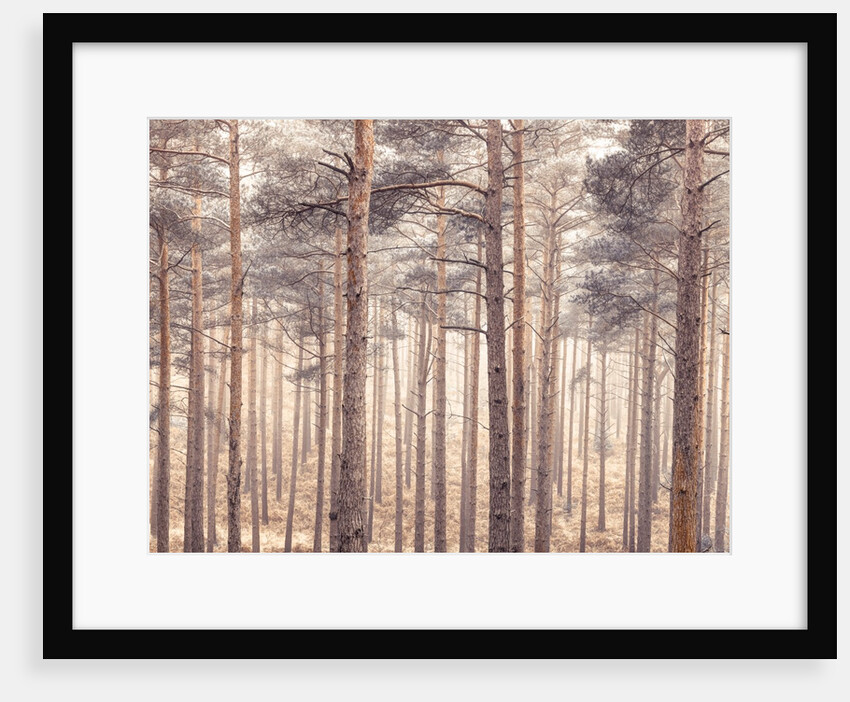 Misty forest with tall trees by Assaf Frank